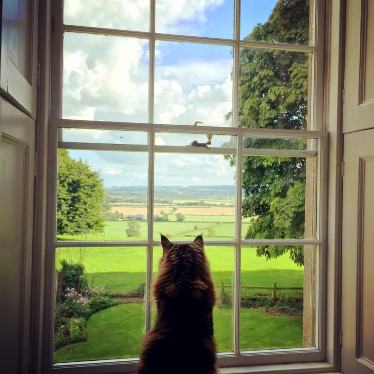 Charlotte-Anne Fidler, Lifestyle, Countryside, English country, Country house, English Houses, English Home, Gardens, Flowers, Cutting, Gardens, Nature, English, gardens, Roses, Rose garden, Sweet peas, Spring bulbs, Spring gardens, Spring planting, Summer planting, Summer gardens, White, Blooms, Home design, Interior design, Interiors, White interiors, House beautiful, Homes and Gardens, Maine Coons, Cats, Motherhood