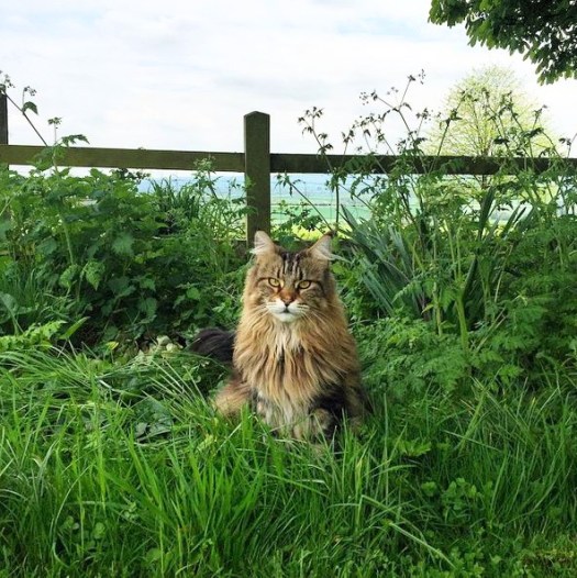 Charlotte-Anne Fidler, Lifestyle, Countryside, English country, Country house, English Houses, English Home, Gardens, Flowers, Cutting, Gardens, Nature, English, gardens, Roses, Rose garden, Sweet peas, Spring bulbs, Spring gardens, Spring planting, Summer planting, Summer gardens, White, Blooms, Home design, Interior design, Interiors, White interiors, House beautiful, Homes and Gardens, Maine Coons, Cats, Motherhood