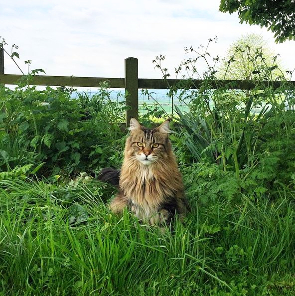 Charlotte-Anne Fidler, Lifestyle, Countryside, English country, Country house, English Houses, English Home, Gardens, Flowers, Cutting, Gardens, Nature, English, gardens, Roses, Rose garden, Sweet peas, Spring bulbs, Spring gardens, Spring planting, Summer planting, Summer gardens, White, Blooms, Home design, Interior design, Interiors, White interiors, House beautiful, Homes and Gardens, Maine Coons, Cats, Motherhood