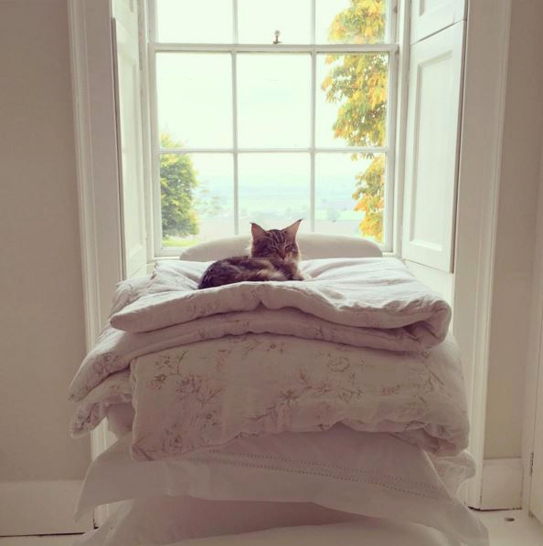 Charlotte-Anne Fidler, Lifestyle, Countryside, English country, Country house, English Houses, English Home, Gardens, Flowers, Cutting, Gardens, Nature, English, gardens, Roses, Rose garden, Sweet peas, Spring bulbs, Spring gardens, Spring planting, Summer planting, Summer gardens, White, Blooms, Home design, Interior design, Interiors, White interiors, House beautiful, Homes and Gardens, Maine Coons, Cats, Motherhood