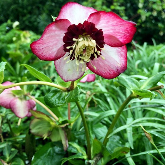 Charlotte-Anne Fidler, Lifestyle, Countryside, English country, Country house, English Houses, English Home, Gardens, Flowers, Cutting, Gardens, Nature, English, gardens, Roses, Rose garden, Sweet peas, Spring bulbs, Spring gardens, Spring planting, Summer planting, Summer gardens, White, Blooms, Home design, Interior design, Interiors, White interiors, House beautiful, Homes and Gardens, Maine Coons, Cats, Motherhood