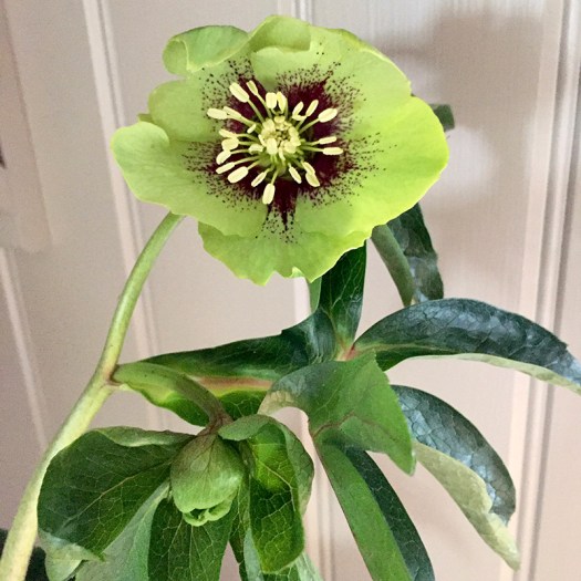Kermit green Hellebore