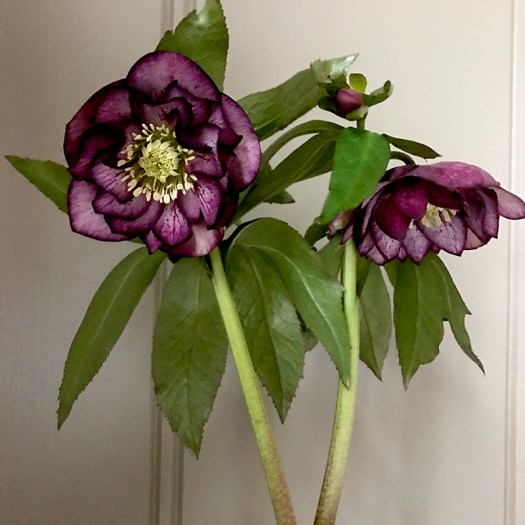 Anemone-flowered Hellebore