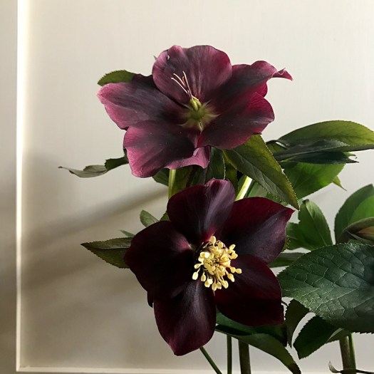 Black Hellebore