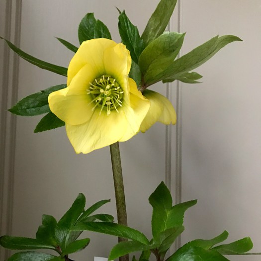 Yellow hellebores