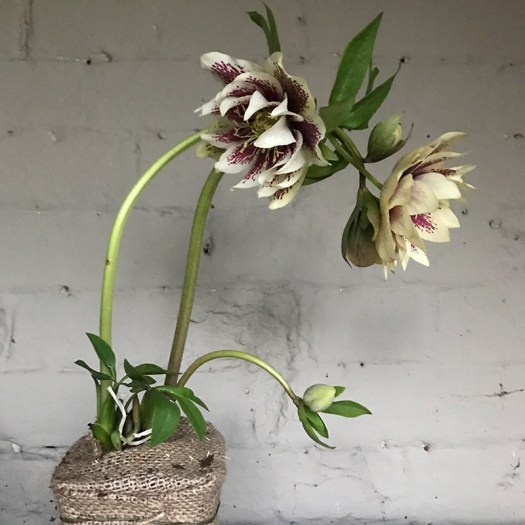 Charlotte-Anne Fidler, Lifestyle, Countryside, English country, Country house, English Houses, English Home, Gardens, Flowers, Cutting, Gardens, Nature, English, gardens, Roses, Rose garden, Sweet peas, Spring bulbs, Spring gardens, Spring planting, Summer planting, Summer gardens, White, Blooms, Home design, Interior design, Interiors, White interiors, House beautiful, Homes and Gardens, Maine Coons, Cats, Motherhood