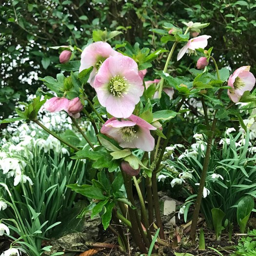 Charlotte-Anne Fidler, Lifestyle, Countryside, English country, Country house, English Houses, English Home, Gardens, Flowers, Cutting, Gardens, Nature, English, gardens, Roses, Rose garden, Sweet peas, Spring bulbs, Spring gardens, Spring planting, Summer planting, Summer gardens, White, Blooms, Home design, Interior design, Interiors, White interiors, House beautiful, Homes and Gardens, Maine Coons, Cats, Motherhood