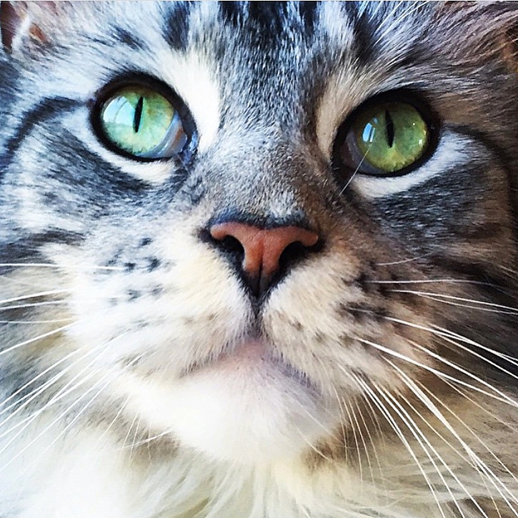 Charlotte-Anne Fidler, Lifestyle, Countryside, English country, Country house, English Houses, English Home, Gardens, Flowers, Cutting, Gardens, Nature, English, gardens, Roses, Rose garden, Sweet peas, Spring bulbs, Spring gardens, Spring planting, Summer planting, Summer gardens, White, Blooms, Home design, Interior design, Interiors, White interiors, House beautiful, Homes and Gardens, Maine Coons, Cats, Motherhood