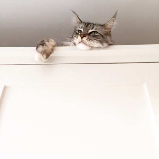 Charlotte-Anne Fidler, Lifestyle, Countryside, English country, Country house, English Houses, English Home, Gardens, Flowers, Cutting, Gardens, Nature, English, gardens, Roses, Rose garden, Sweet peas, Spring bulbs, Spring gardens, Spring planting, Summer planting, Summer gardens, White, Blooms, Home design, Interior design, Interiors, White interiors, House beautiful, Homes and Gardens, Maine Coons, Cats, Motherhood