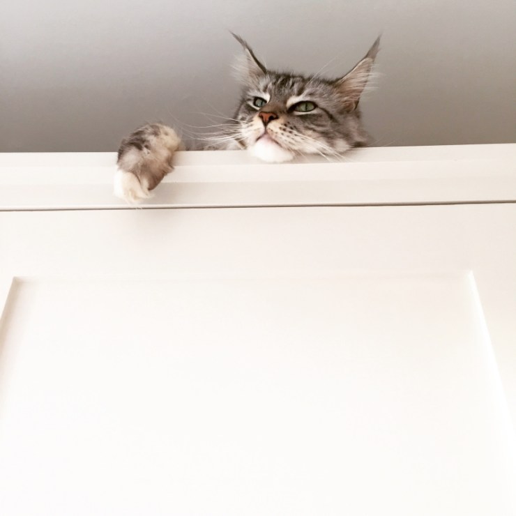 Charlotte-Anne Fidler, Lifestyle, Countryside, English country, Country house, English Houses, English Home, Gardens, Flowers, Cutting, Gardens, Nature, English, gardens, Roses, Rose garden, Sweet peas, Spring bulbs, Spring gardens, Spring planting, Summer planting, Summer gardens, White, Blooms, Home design, Interior design, Interiors, White interiors, House beautiful, Homes and Gardens, Maine Coons, Cats, Motherhood