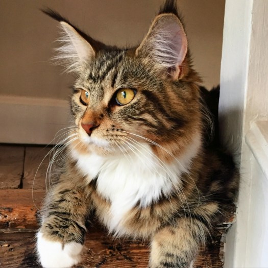 Charlotte-Anne Fidler, Lifestyle, Countryside, English country, Country house, English Houses, English Home, Gardens, Flowers, Cutting, Gardens, Nature, English, gardens, Roses, Rose garden, Sweet peas, Spring bulbs, Spring gardens, Spring planting, Summer planting, Summer gardens, White, Blooms, Home design, Interior design, Interiors, White interiors, House beautiful, Homes and Gardens, Maine Coons, Cats, Motherhood