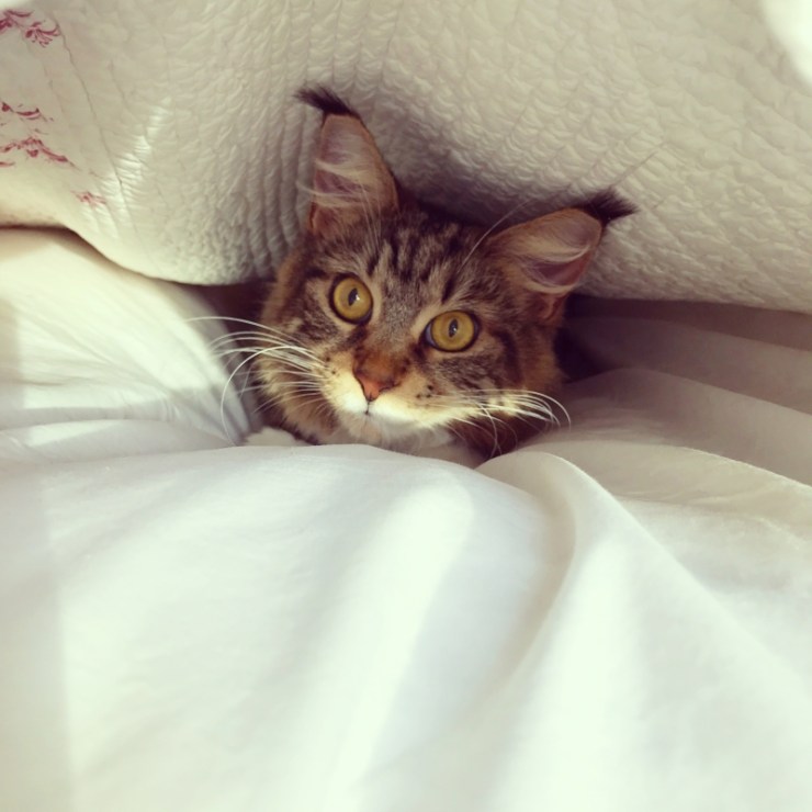 Charlotte-Anne Fidler, Lifestyle, Countryside, English country, Country house, English Houses, English Home, Gardens, Flowers, Cutting, Gardens, Nature, English, gardens, Roses, Rose garden, Sweet peas, Spring bulbs, Spring gardens, Spring planting, Summer planting, Summer gardens, White, Blooms, Home design, Interior design, Interiors, White interiors, House beautiful, Homes and Gardens, Maine Coons, Cats, Motherhood