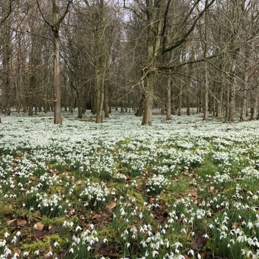 Charlotte-Anne Fidler, Lifestyle, Countryside, English country, Country house, English Houses, English Home, Gardens, Flowers, Cutting, Gardens, Nature, English, gardens, Roses, Rose garden, Sweet peas, Spring bulbs, Spring gardens, Spring planting, Summer planting, Summer gardens, White, Blooms, Home design, Interior design, Interiors, White interiors, House beautiful, Homes and Gardens, Maine Coons, Cats, Motherhood