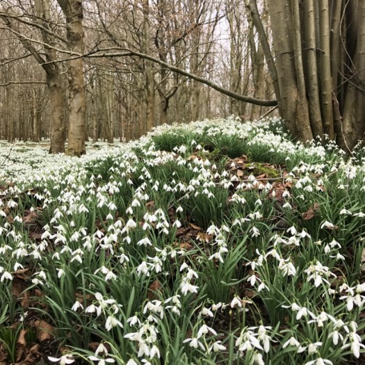 Charlotte-Anne Fidler, Lifestyle, Countryside, English country, Country house, English Houses, English Home, Gardens, Flowers, Cutting, Gardens, Nature, English, gardens, Roses, Rose garden, Sweet peas, Spring bulbs, Spring gardens, Spring planting, Summer planting, Summer gardens, White, Blooms, Home design, Interior design, Interiors, White interiors, House beautiful, Homes and Gardens, Maine Coons, Cats, Motherhood