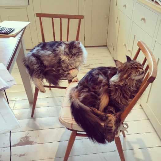 Charlotte-Anne Fidler, Lifestyle, Countryside, English country, Country house, English Houses, English Home, Gardens, Flowers, Cutting, Gardens, Nature, English, gardens, Roses, Rose garden, Sweet peas, Spring bulbs, Spring gardens, Spring planting, Summer planting, Summer gardens, White, Blooms, Home design, Interior design, Interiors, White interiors, House beautiful, Homes and Gardens, Maine Coons, Cats, Motherhood