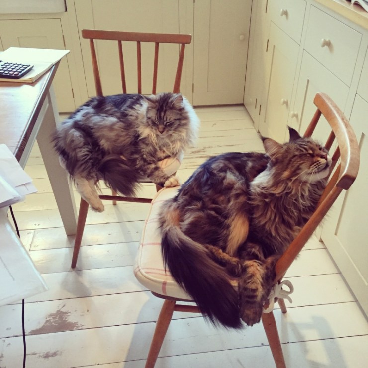 Charlotte-Anne Fidler, Lifestyle, Countryside, English country, Country house, English Houses, English Home, Gardens, Flowers, Cutting, Gardens, Nature, English, gardens, Roses, Rose garden, Sweet peas, Spring bulbs, Spring gardens, Spring planting, Summer planting, Summer gardens, White, Blooms, Home design, Interior design, Interiors, White interiors, House beautiful, Homes and Gardens, Maine Coons, Cats, Motherhood