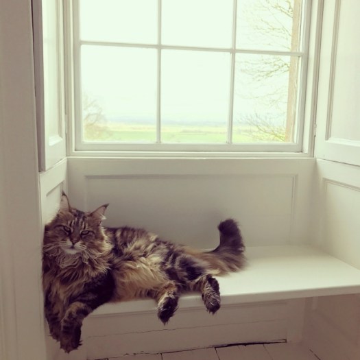 Charlotte-Anne Fidler, Lifestyle, Countryside, English country, Country house, English Houses, English Home, Gardens, Flowers, Cutting, Gardens, Nature, English, gardens, Roses, Rose garden, Sweet peas, Spring bulbs, Spring gardens, Spring planting, Summer planting, Summer gardens, White, Blooms, Home design, Interior design, Interiors, White interiors, House beautiful, Homes and Gardens, Maine Coons, Cats, Motherhood