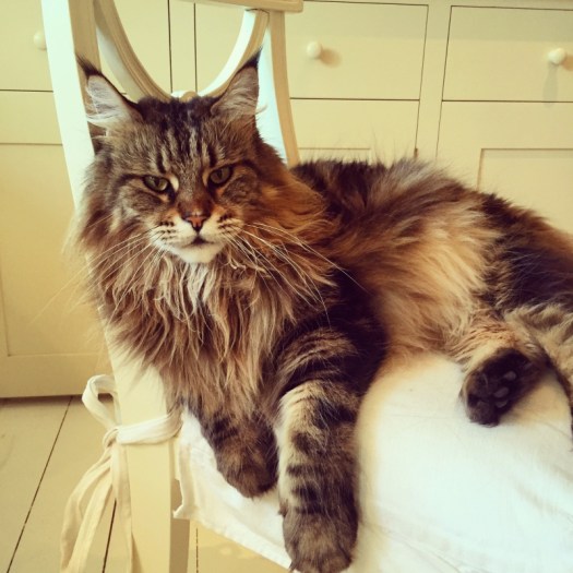 Charlotte-Anne Fidler, Lifestyle, Countryside, English country, Country house, English Houses, English Home, Gardens, Flowers, Cutting, Gardens, Nature, English, gardens, Roses, Rose garden, Sweet peas, Spring bulbs, Spring gardens, Spring planting, Summer planting, Summer gardens, White, Blooms, Home design, Interior design, Interiors, White interiors, House beautiful, Homes and Gardens, Maine Coons, Cats, Motherhood