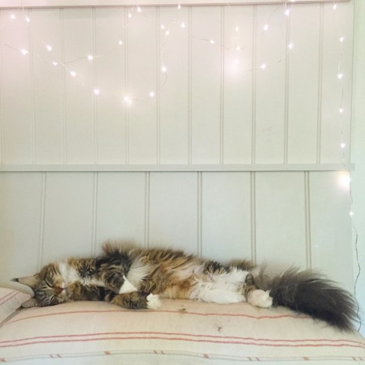 Charlotte-Anne Fidler, Lifestyle, Countryside, English country, Country house, English Houses, English Home, Gardens, Flowers, Cutting, Gardens, Nature, English, gardens, Roses, Rose garden, Sweet peas, Spring bulbs, Spring gardens, Spring planting, Summer planting, Summer gardens, White, Blooms, Home design, Interior design, Interiors, White interiors, House beautiful, Homes and Gardens, Maine Coons, Cats, Motherhood