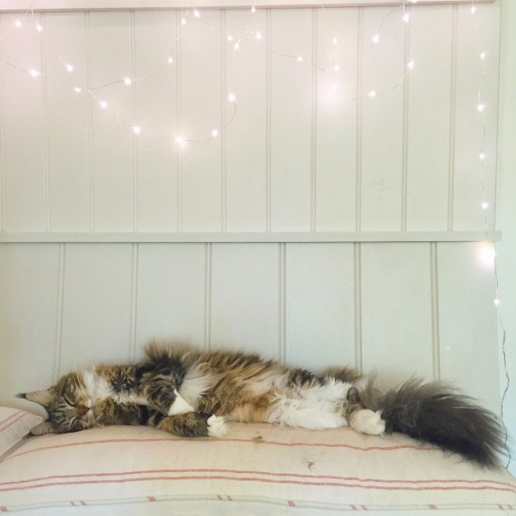 Charlotte-Anne Fidler, Lifestyle, Countryside, English country, Country house, English Houses, English Home, Gardens, Flowers, Cutting, Gardens, Nature, English, gardens, Roses, Rose garden, Sweet peas, Spring bulbs, Spring gardens, Spring planting, Summer planting, Summer gardens, White, Blooms, Home design, Interior design, Interiors, White interiors, House beautiful, Homes and Gardens, Maine Coons, Cats, Motherhood