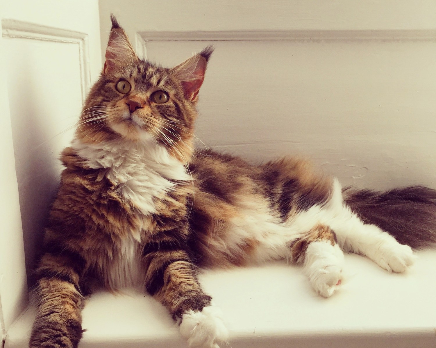 Charlotte-Anne Fidler, Lifestyle, Countryside, English country, Country house, English Houses, English Home, Gardens, Flowers, Cutting, Gardens, Nature, English, gardens, Roses, Rose garden, Sweet peas, Spring bulbs, Spring gardens, Spring planting, Summer planting, Summer gardens, White, Blooms, Home design, Interior design, Interiors, White interiors, House beautiful, Homes and Gardens, Maine Coons, Cats, Motherhood