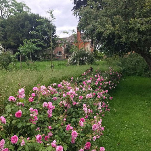 Charlotte-Anne Fidler, Lifestyle, Countryside, English country, Country house, English Houses, English Home, Gardens, Flowers, Cutting, Gardens, Nature, English, gardens, Roses, Rose garden, Sweet peas, Spring bulbs, Spring gardens, Spring planting, Summer planting, Summer gardens, White, Blooms, Home design, Interior design, Interiors, White interiors, House beautiful, Homes and Gardens, Maine Coons, Cats, Motherhood