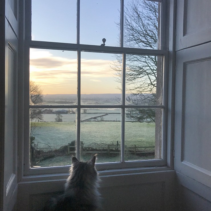 Charlotte-Anne Fidler, Lifestyle, Countryside, English country, Country house, English Houses, English Home, Gardens, Flowers, Cutting, Gardens, Nature, English, gardens, Roses, Rose garden, Sweet peas, Spring bulbs, Spring gardens, Spring planting, Summer planting, Summer gardens, White, Blooms, Home design, Interior design, Interiors, White interiors, House beautiful, Homes and Gardens, Maine Coons, Cats, Motherhood