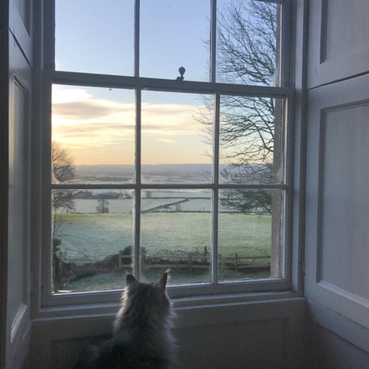 Charlotte-Anne Fidler, Lifestyle, Countryside, English country, Country house, English Houses, English Home, Gardens, Flowers, Cutting, Gardens, Nature, English, gardens, Roses, Rose garden, Sweet peas, Spring bulbs, Spring gardens, Spring planting, Summer planting, Summer gardens, White, Blooms, Home design, Interior design, Interiors, White interiors, House beautiful, Homes and Gardens, Maine Coons, Cats, Motherhood