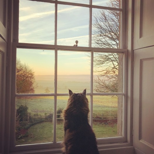 Charlotte-Anne Fidler, Lifestyle, Countryside, English country, Country house, English Houses, English Home, Gardens, Flowers, Cutting, Gardens, Nature, English, gardens, Roses, Rose garden, Sweet peas, Spring bulbs, Spring gardens, Spring planting, Summer planting, Summer gardens, White, Blooms, Home design, Interior design, Interiors, White interiors, House beautiful, Homes and Gardens, Maine Coons, Cats, Motherhood