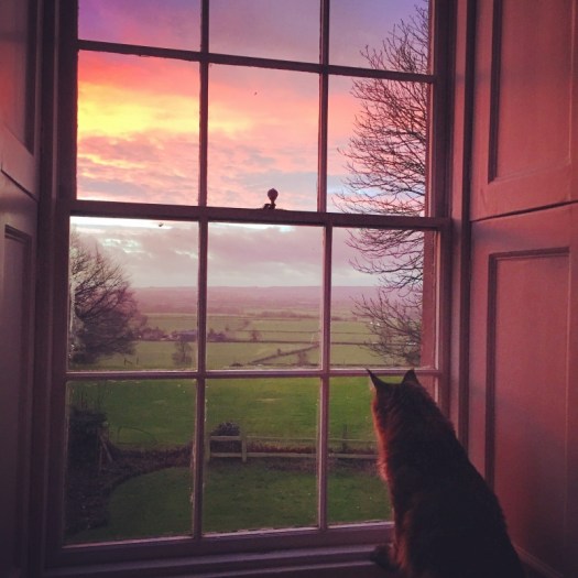 Charlotte-Anne Fidler, Lifestyle, Countryside, English country, Country house, English Houses, English Home, Gardens, Flowers, Cutting, Gardens, Nature, English, gardens, Roses, Rose garden, Sweet peas, Spring bulbs, Spring gardens, Spring planting, Summer planting, Summer gardens, White, Blooms, Home design, Interior design, Interiors, White interiors, House beautiful, Homes and Gardens, Maine Coons, Cats, Motherhood