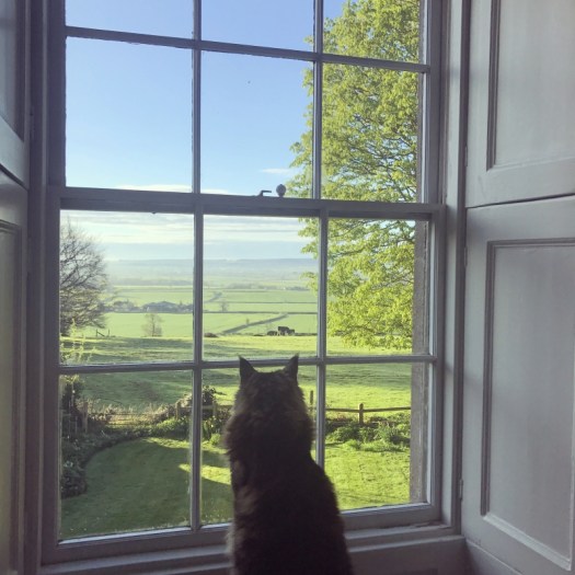 Charlotte-Anne Fidler, Lifestyle, Countryside, English country, Country house, English Houses, English Home, Gardens, Flowers, Cutting, Gardens, Nature, English, gardens, Roses, Rose garden, Sweet peas, Spring bulbs, Spring gardens, Spring planting, Summer planting, Summer gardens, White, Blooms, Home design, Interior design, Interiors, White interiors, House beautiful, Homes and Gardens, Maine Coons, Cats, Motherhood