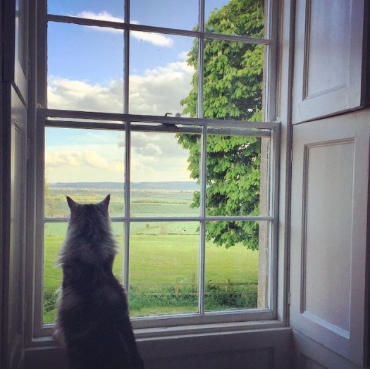 Charlotte-Anne Fidler, Lifestyle, Countryside, English country, Country house, English Houses, English Home, Gardens, Flowers, Cutting, Gardens, Nature, English, gardens, Roses, Rose garden, Sweet peas, Spring bulbs, Spring gardens, Spring planting, Summer planting, Summer gardens, White, Blooms, Home design, Interior design, Interiors, White interiors, House beautiful, Homes and Gardens, Maine Coons, Cats, Motherhood