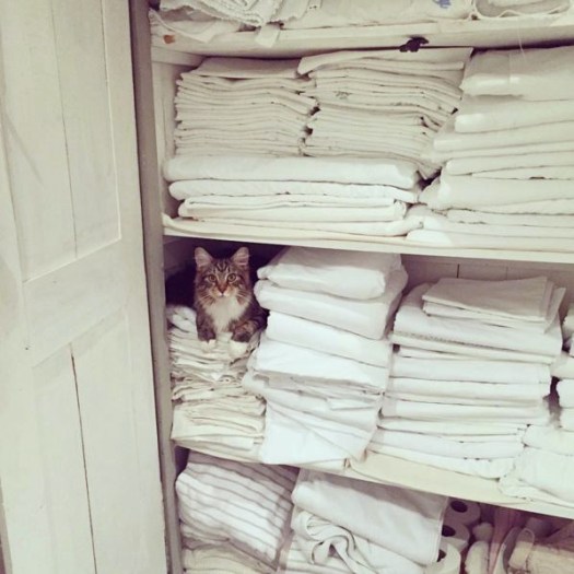 Charlotte-Anne Fidler, Lifestyle, Countryside, English country, Country house, English Houses, English Home, Gardens, Flowers, Cutting, Gardens, Nature, English, gardens, Roses, Rose garden, Sweet peas, Spring bulbs, Spring gardens, Spring planting, Summer planting, Summer gardens, White, Blooms, Home design, Interior design, Interiors, White interiors, House beautiful, Homes and Gardens, Maine Coons, Cats, Motherhood