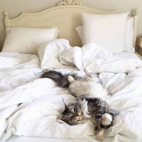 Charlotte-Anne Fidler, Lifestyle, Countryside, English country, Country house, English Houses, English Home, Gardens, Flowers, Cutting, Gardens, Nature, English, gardens, Roses, Rose garden, Sweet peas, Spring bulbs, Spring gardens, Spring planting, Summer planting, Summer gardens, White, Blooms, Home design, Interior design, Interiors, White interiors, House beautiful, Homes and Gardens, Maine Coons, Cats, Motherhood