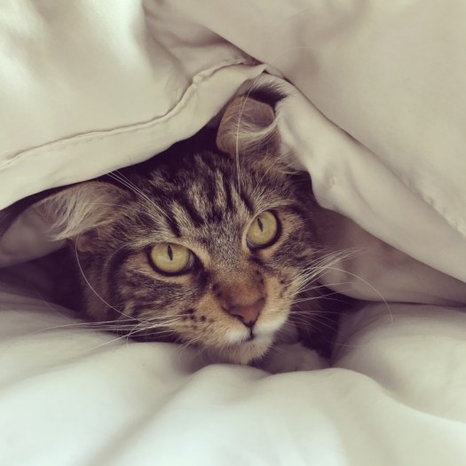 Charlotte-Anne Fidler, Lifestyle, Countryside, English country, Country house, English Houses, English Home, Gardens, Flowers, Cutting, Gardens, Nature, English, gardens, Roses, Rose garden, Sweet peas, Spring bulbs, Spring gardens, Spring planting, Summer planting, Summer gardens, White, Blooms, Home design, Interior design, Interiors, White interiors, House beautiful, Homes and Gardens, Maine Coons, Cats, Motherhood