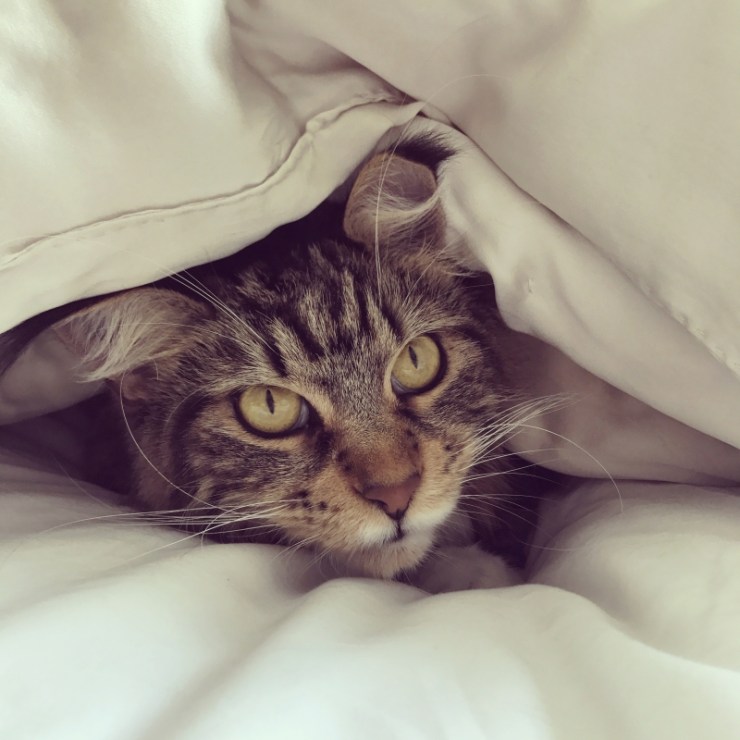 Charlotte-Anne Fidler, Lifestyle, Countryside, English country, Country house, English Houses, English Home, Gardens, Flowers, Cutting, Gardens, Nature, English, gardens, Roses, Rose garden, Sweet peas, Spring bulbs, Spring gardens, Spring planting, Summer planting, Summer gardens, White, Blooms, Home design, Interior design, Interiors, White interiors, House beautiful, Homes and Gardens, Maine Coons, Cats, Motherhood