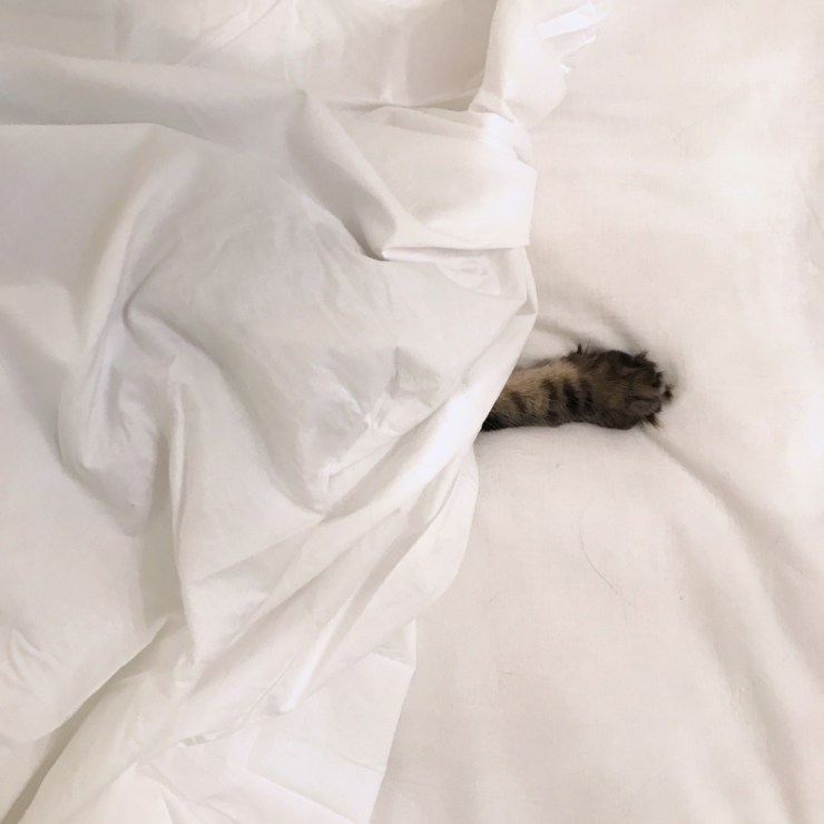 Charlotte-Anne Fidler, Lifestyle, Countryside, English country, Country house, English Houses, English Home, Gardens, Flowers, Cutting, Gardens, Nature, English, gardens, Roses, Rose garden, Sweet peas, Spring bulbs, Spring gardens, Spring planting, Summer planting, Summer gardens, White, Blooms, Home design, Interior design, Interiors, White interiors, House beautiful, Homes and Gardens, Maine Coons, Cats, Motherhood