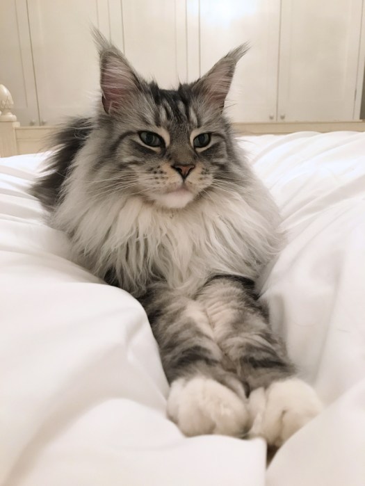 Charlotte-Anne Fidler, Lifestyle, Countryside, English country, Country house, English Houses, English Home, Gardens, Flowers, Cutting, Gardens, Nature, English, gardens, Roses, Rose garden, Sweet peas, Spring bulbs, Spring gardens, Spring planting, Summer planting, Summer gardens, White, Blooms, Home design, Interior design, Interiors, White interiors, House beautiful, Homes and Gardens, Maine Coons, Cats, Motherhood