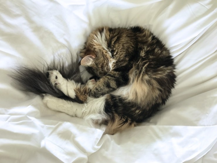 Charlotte-Anne Fidler, Lifestyle, Countryside, English country, Country house, English Houses, English Home, Gardens, Flowers, Cutting, Gardens, Nature, English, gardens, Roses, Rose garden, Sweet peas, Spring bulbs, Spring gardens, Spring planting, Summer planting, Summer gardens, White, Blooms, Home design, Interior design, Interiors, White interiors, House beautiful, Homes and Gardens, Maine Coons, Cats, Motherhood