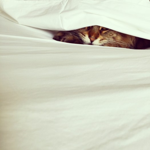 Charlotte-Anne Fidler, Lifestyle, Countryside, English country, Country house, English Houses, English Home, Gardens, Flowers, Cutting, Gardens, Nature, English, gardens, Roses, Rose garden, Sweet peas, Spring bulbs, Spring gardens, Spring planting, Summer planting, Summer gardens, White, Blooms, Home design, Interior design, Interiors, White interiors, House beautiful, Homes and Gardens, Maine Coons, Cats, Motherhood