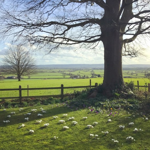Charlotte-Anne Fidler, Lifestyle, Countrside, English country, Country house, English Houses, English Home, Gardens, Flowers, Cutting, Gardens, Nature, English, gardens, Roses, Rose garden, Sweet peas, Spring bulbs, Spring gardens, Spring planting, Summer planting, Summer gardens, White, Blooms, Home design, Interior design, Interiors, White interiors, House beautiful, Homes and Gardens, Maine Coons, Cats, Motherhood