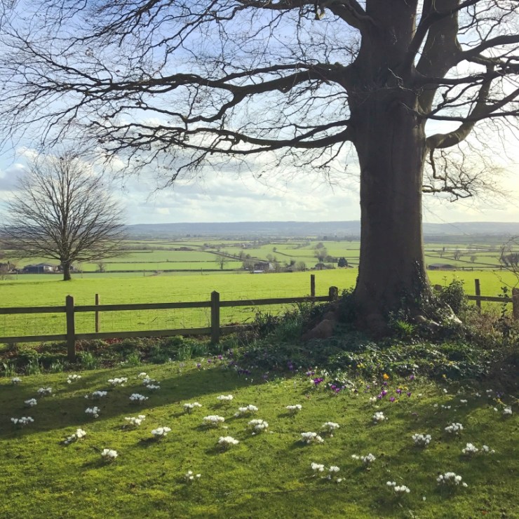 Charlotte-Anne Fidler, Lifestyle, Countrside, English country, Country house, English Houses, English Home, Gardens, Flowers, Cutting, Gardens, Nature, English, gardens, Roses, Rose garden, Sweet peas, Spring bulbs, Spring gardens, Spring planting, Summer planting, Summer gardens, White, Blooms, Home design, Interior design, Interiors, White interiors, House beautiful, Homes and Gardens, Maine Coons, Cats, Motherhood
