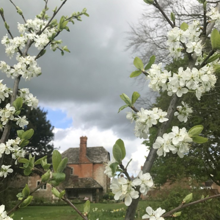 Charlotte-Anne Fidler, Lifestyle, Countrside, English country, Country house, English Houses, English Home, Gardens, Flowers, Cutting, Gardens, Nature, English, gardens, Roses, Rose garden, Sweet peas, Spring bulbs, Spring gardens, Spring planting, Summer planting, Summer gardens, White, Blooms, Home design, Interior design, Interiors, White interiors, House beautiful, Homes and Gardens, Maine Coons, Cats, Motherhood