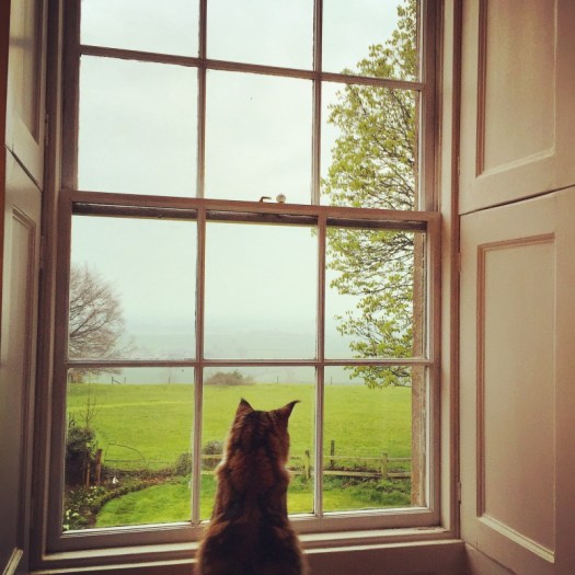 Charlotte-Anne Fidler, Lifestyle, Countrside, English country, Country house, English Houses, English Home, Gardens, Flowers, Cutting, Gardens, Nature, English, gardens, Roses, Rose garden, Sweet peas, Spring bulbs, Spring gardens, Spring planting, Summer planting, Summer gardens, White, Blooms, Home design, Interior design, Interiors, White interiors, House beautiful, Homes and Gardens, Maine Coons, Cats, Motherhood