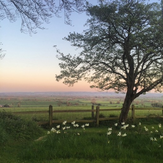 Charlotte-Anne Fidler, Lifestyle, Countrside, English country, Country house, English Houses, English Home, Gardens, Flowers, Cutting, Gardens, Nature, English, gardens, Roses, Rose garden, Sweet peas, Spring bulbs, Spring gardens, Spring planting, Summer planting, Summer gardens, White, Blooms, Home design, Interior design, Interiors, White interiors, House beautiful, Homes and Gardens, Maine Coons, Cats, Motherhood