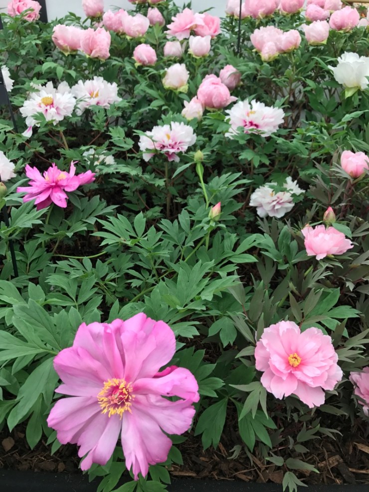 Charlotte-Anne Fidler, Lifestyle, Countrside, English country, Country house, English Houses, English Home, Gardens, Flowers, Cutting, Gardens, Nature, English, gardens, Roses, Rose garden, Sweet peas, Spring bulbs, Spring gardens, Spring planting, Summer planting, Summer gardens, White, Blooms, Home design, Interior design, Interiors, White interiors, House beautiful, Homes and Gardens, Maine Coons, Cats, Motherhood