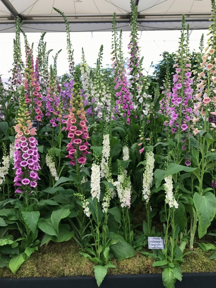 Charlotte-Anne Fidler, Lifestyle, Countrside, English country, Country house, English Houses, English Home, Gardens, Flowers, Cutting, Gardens, Nature, English, gardens, Roses, Rose garden, Sweet peas, Spring bulbs, Spring gardens, Spring planting, Summer planting, Summer gardens, White, Blooms, Home design, Interior design, Interiors, White interiors, House beautiful, Homes and Gardens, Maine Coons, Cats, Motherhood