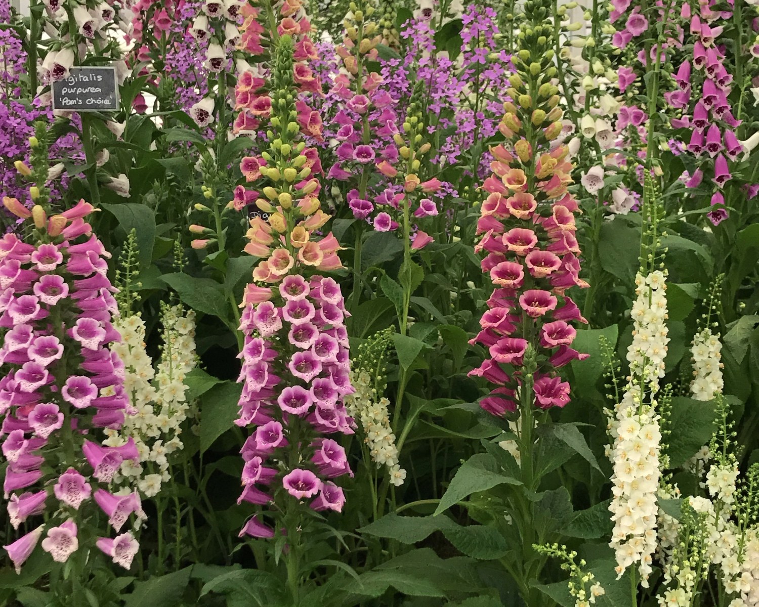 Charlotte-Anne Fidler, Lifestyle, Countryside, English country, Country house, English Houses, English Home, Gardens, Flowers, Cutting, Gardens, Nature, English, gardens, Roses, Rose garden, Sweet peas, Spring bulbs, Spring gardens, Spring planting, Summer planting, Summer gardens, White, Blooms, Home design, Interior design, Interiors, White interiors, House beautiful, Homes and Gardens, Maine Coons, Cats, Motherhood