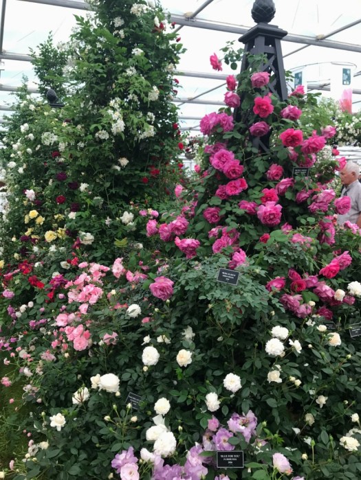 Charlotte-Anne Fidler, Lifestyle, Countrside, English country, Country house, English Houses, English Home, Gardens, Flowers, Cutting, Gardens, Nature, English, gardens, Roses, Rose garden, Sweet peas, Spring bulbs, Spring gardens, Spring planting, Summer planting, Summer gardens, White, Blooms, Home design, Interior design, Interiors, White interiors, House beautiful, Homes and Gardens, Maine Coons, Cats, Motherhood