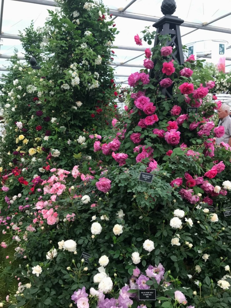 Charlotte-Anne Fidler, Lifestyle, Countrside, English country, Country house, English Houses, English Home, Gardens, Flowers, Cutting, Gardens, Nature, English, gardens, Roses, Rose garden, Sweet peas, Spring bulbs, Spring gardens, Spring planting, Summer planting, Summer gardens, White, Blooms, Home design, Interior design, Interiors, White interiors, House beautiful, Homes and Gardens, Maine Coons, Cats, Motherhood